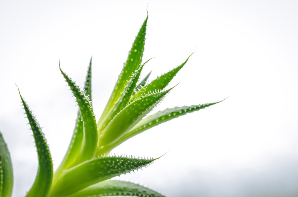 Closeup shot green leaves aloe plant 181624 12368