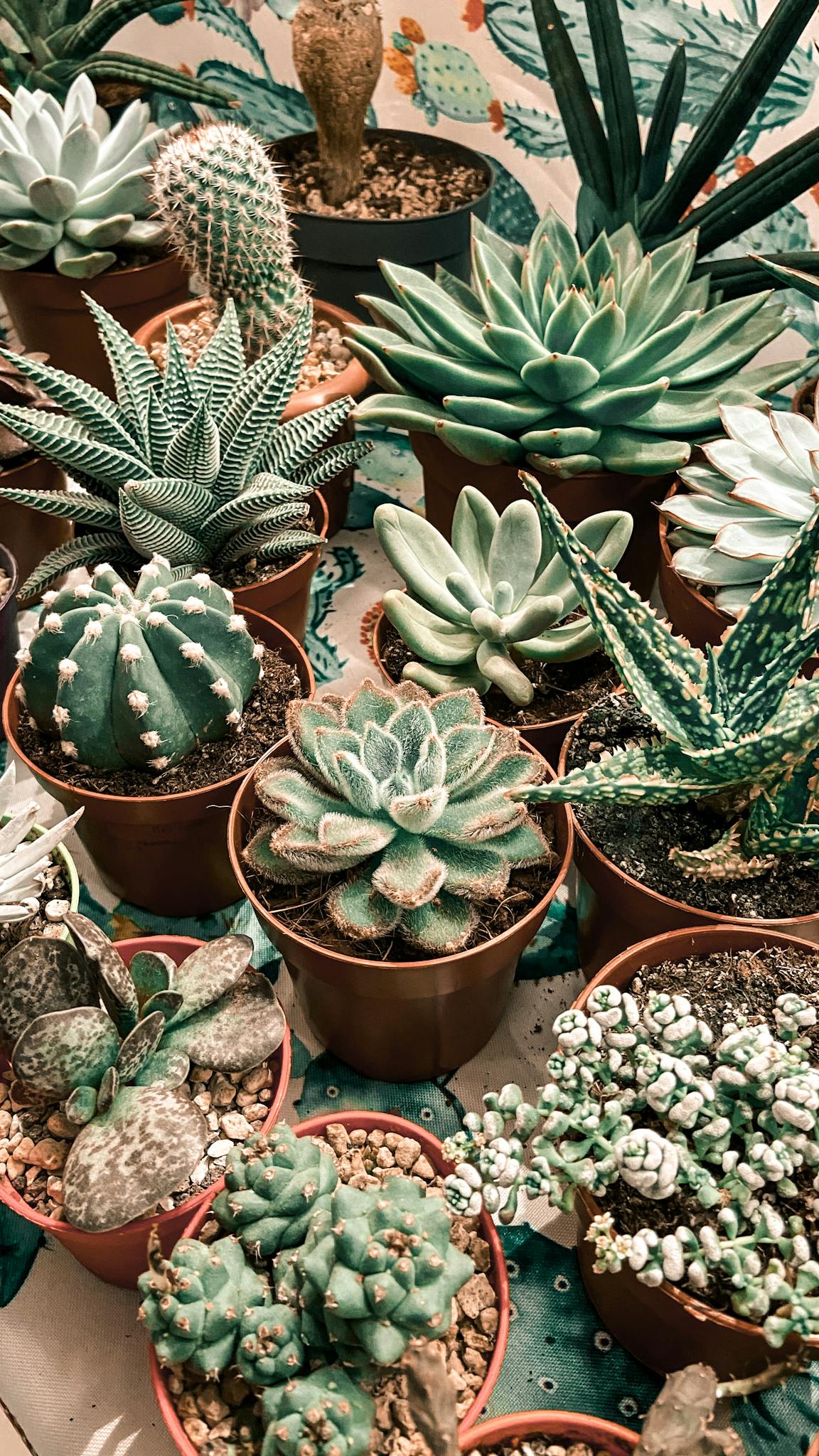 Collection of diverse succulent plants in pots, showcasing different textures and colors. Perfect for garden inspiration.