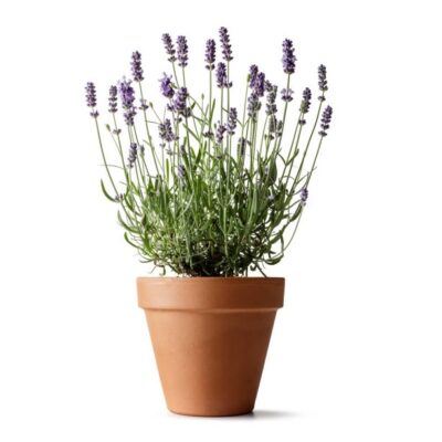 Flowers: lavender isolated on white background