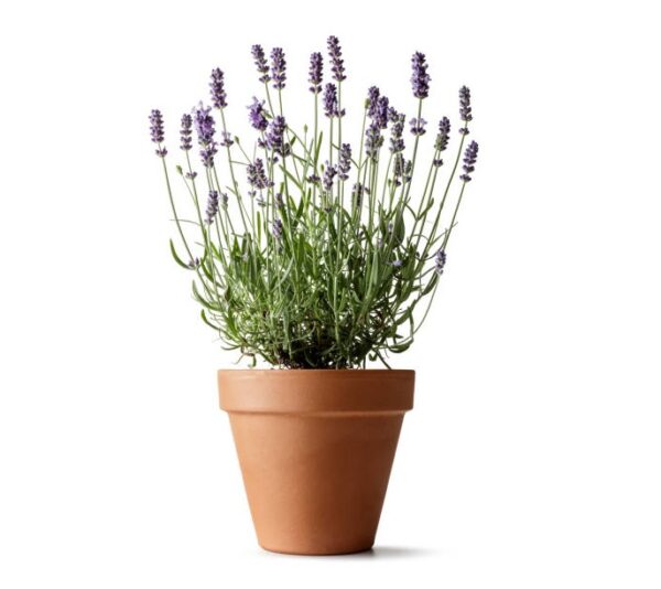 Flowers: lavender isolated on white background