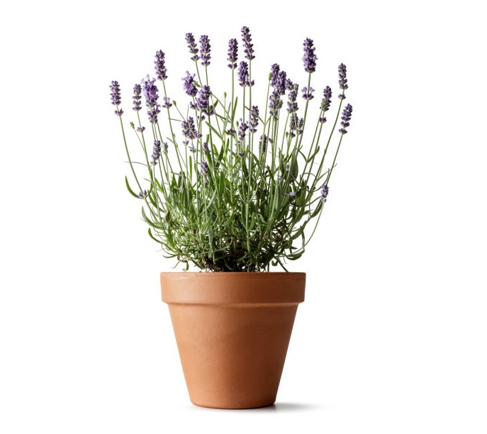 Flowers: lavender isolated on white background