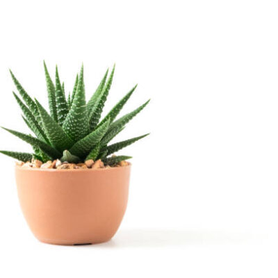 Istockphoto 1170042287 612x612