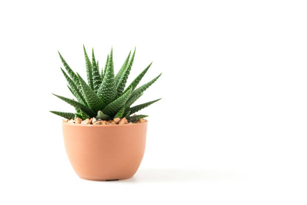 Istockphoto 1170042287 612x612