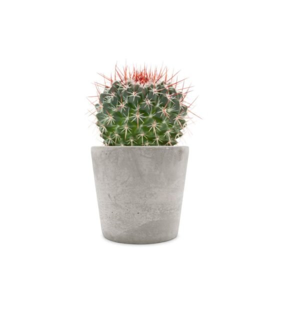 Succulent plant and cactus in cement pots isolated on white