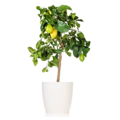 Potted lemon tree with several fruits isolated on white background