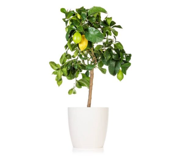 Potted lemon tree with several fruits isolated on white background