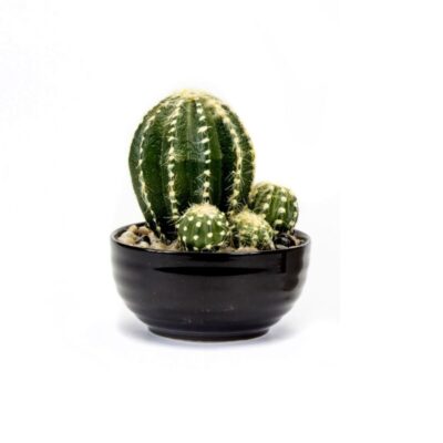 Istockphoto 1296963988 2048x2048 1 1024x804.jpg