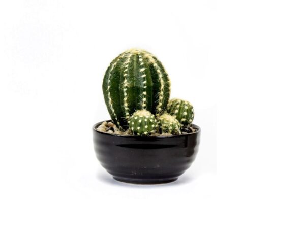 Istockphoto 1296963988 2048x2048 1 1024x804.jpg