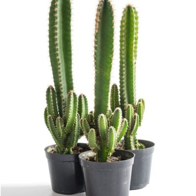 istockphoto-1345513465-2048×2048 Istockphoto 1345513465 2048x2048