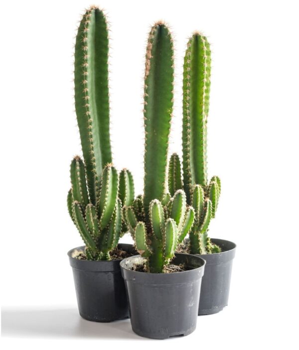 Istockphoto 1345513465 2048x2048