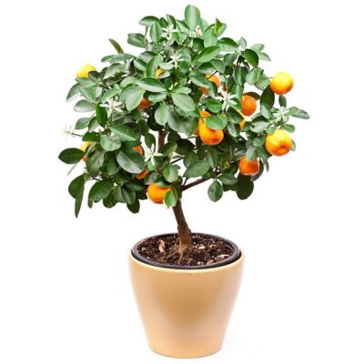 Small tangerines tree on white background. Small tangerines tree on white background.