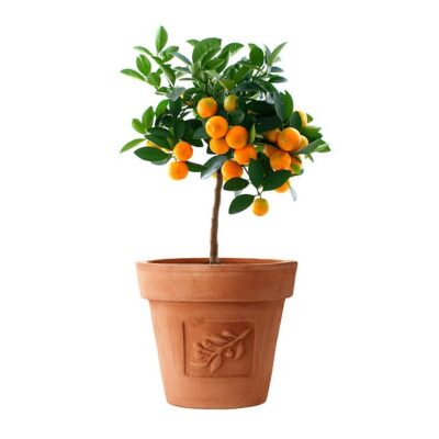 Orange (citrus fortunella) tree in italy flower pot isolated