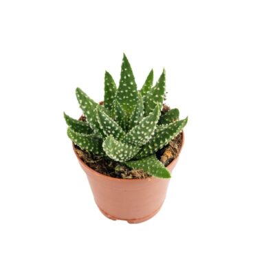 istockphoto-2208508697-2048×2048 Istockphoto 2208508697 2048x2048