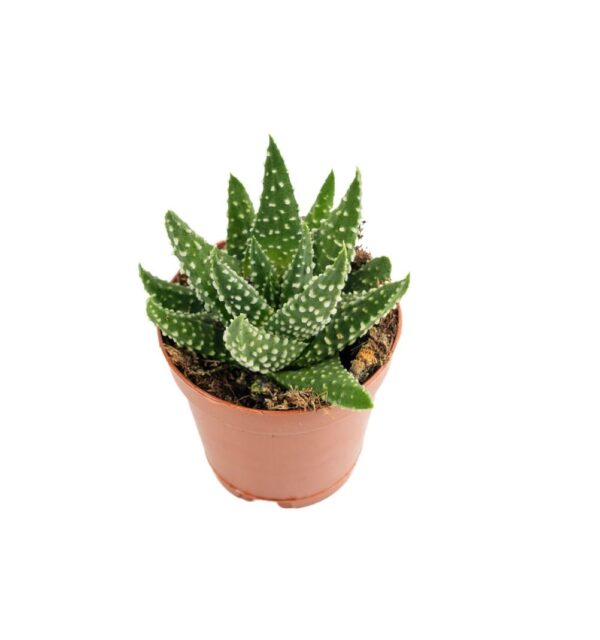 Istockphoto 2208508697 2048x2048