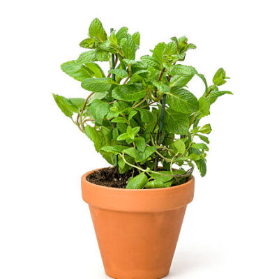 Mint in a clay pot