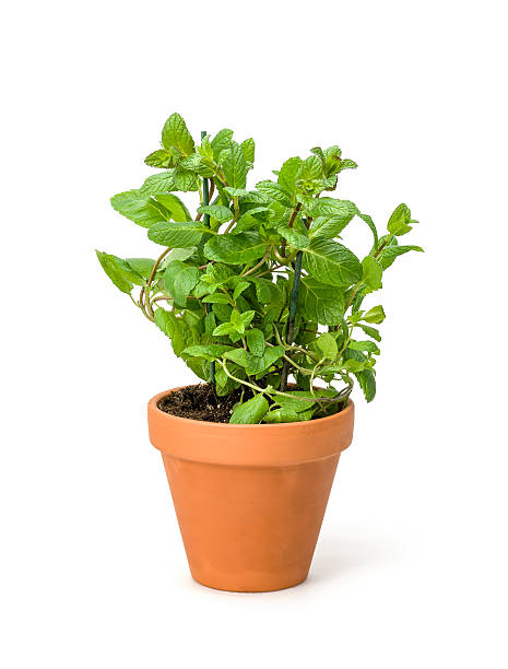 Mint in a clay pot