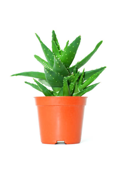Aloe vera in the flowerpot isolated on white background