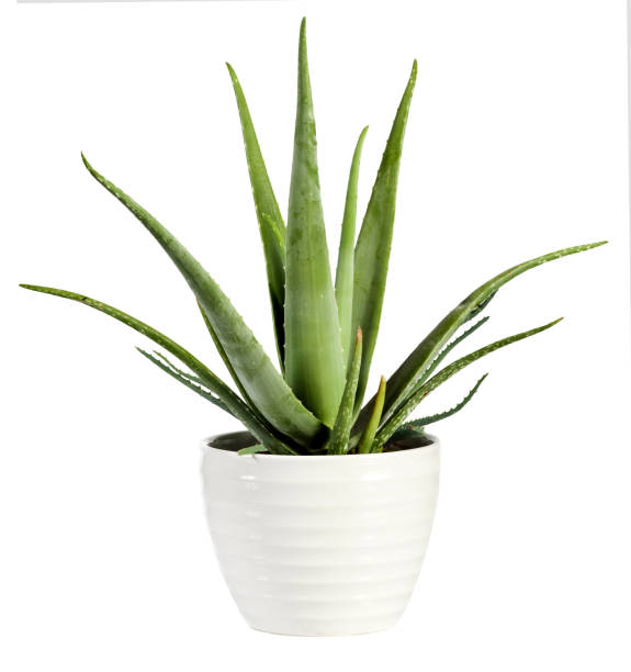 Istockphoto 804524148 612x612